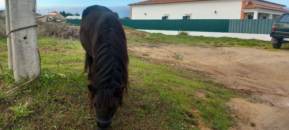 Ponei Preto bem engatado e bem montado  mansinho