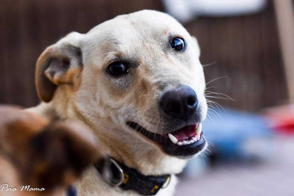 Biszkoptowa suczka do adopcji