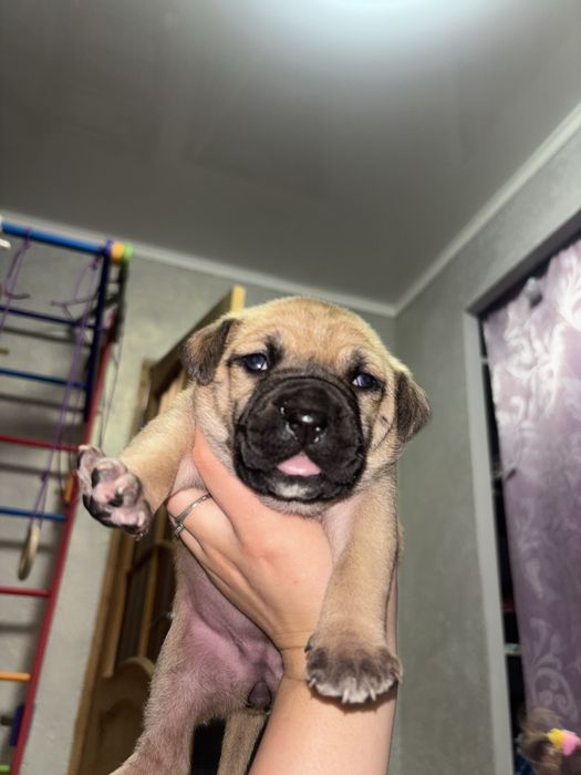 цуценята породи стаффордширський тер’єр