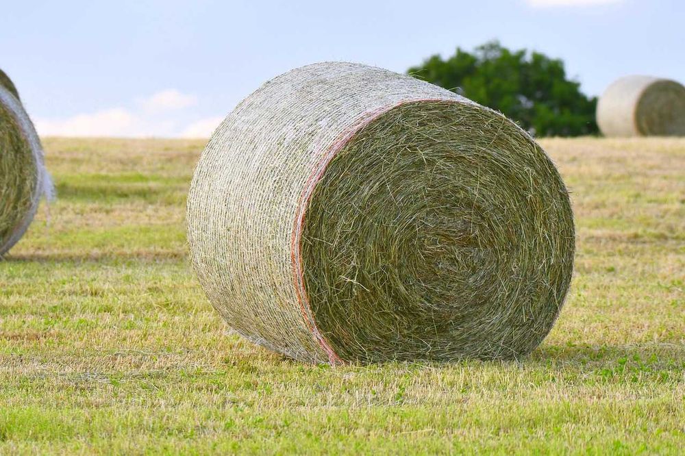 Siano w belach - 2 pokos (11 sztuk)