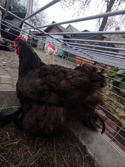 Piękny duży kochin