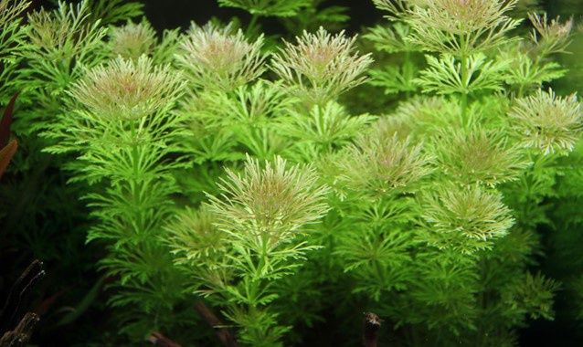 limnophila sessiliflora