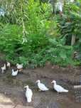 Sprzedam kaczki pekin