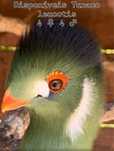 Disponíveis Turaco leucotis
