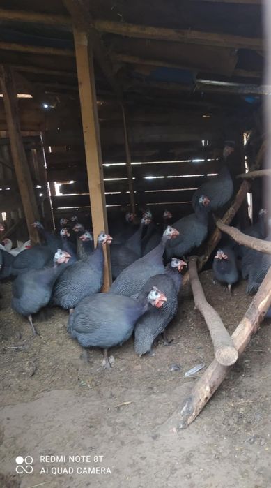 Sprzedam perliczki bojlery