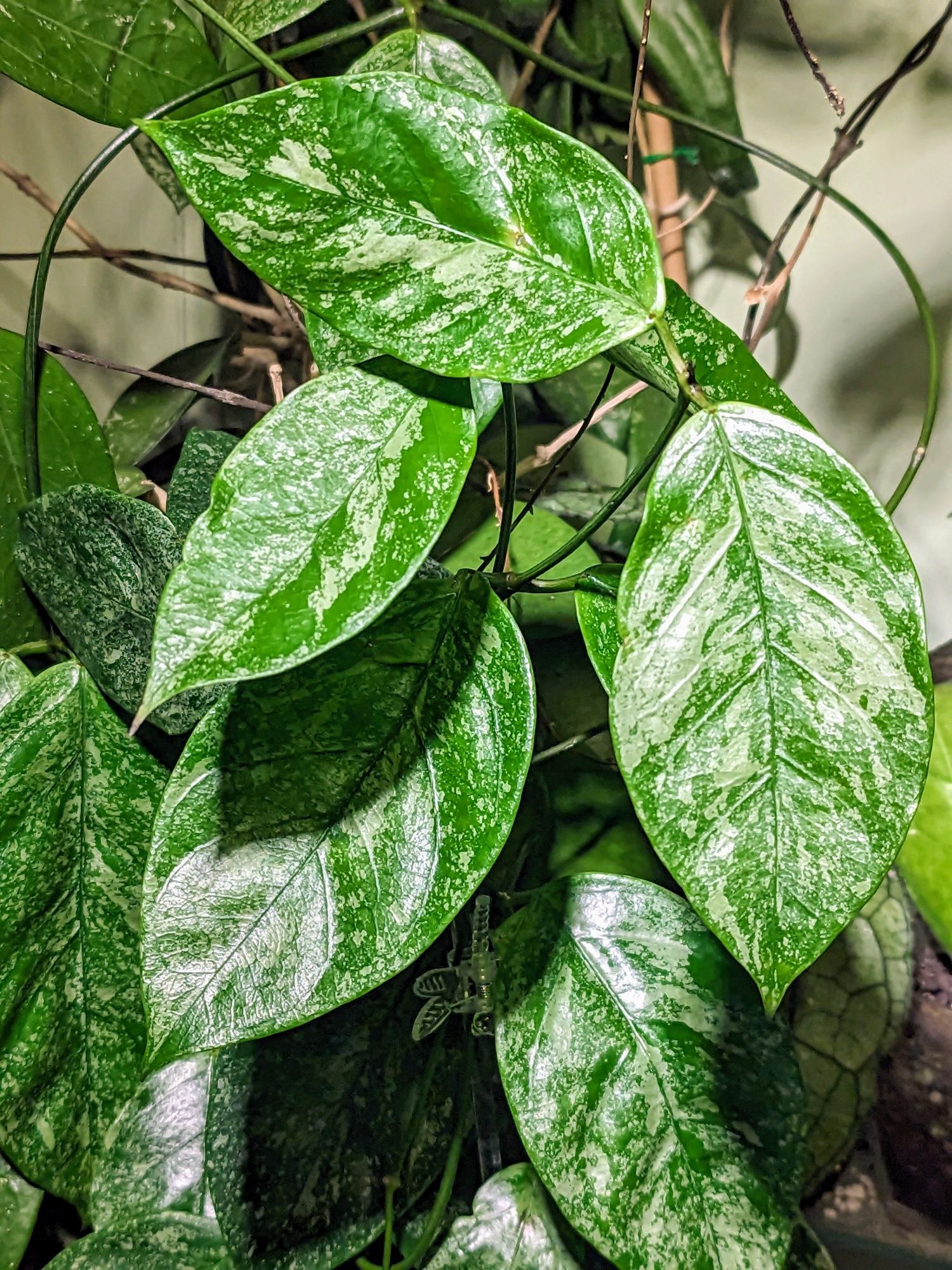 Hoya Coriacea Silver - cięte węzły