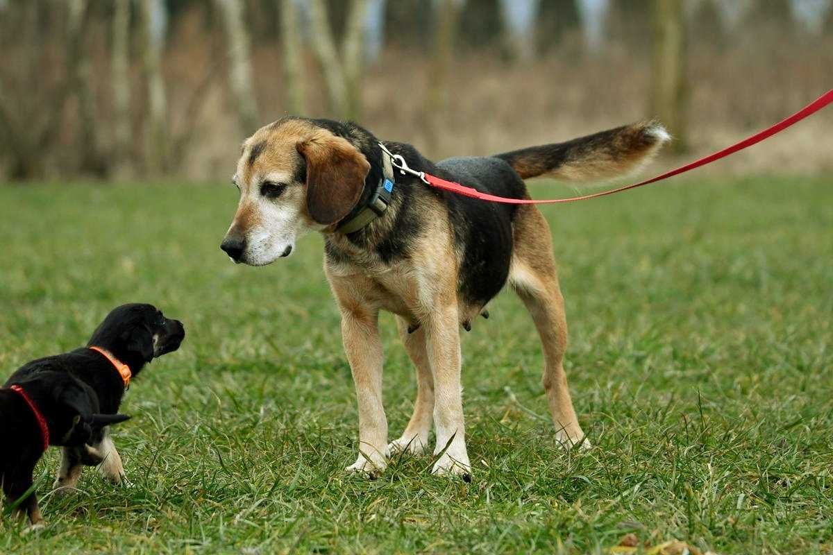 Fibi szuka domu, suczka, w typie rasy Beagle