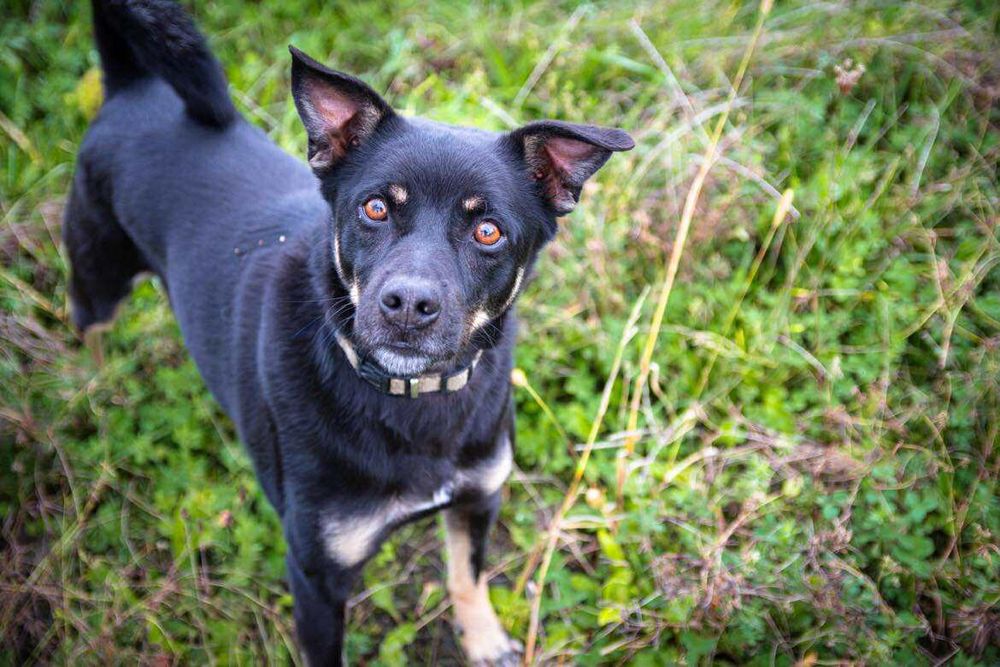 Niuniuś szuka domku