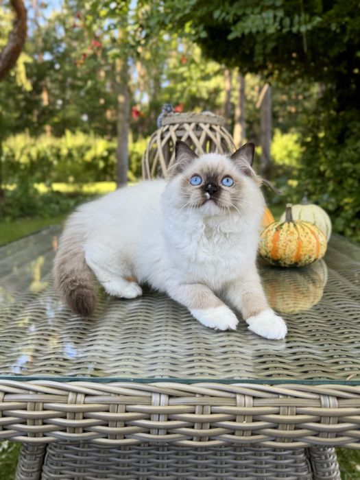 Ragdoll cudna kotka Sabrinka seal bicolor z rodowodem FIFE/FPL