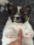 Jack Russell Terrier Piesek ZKwP FCI