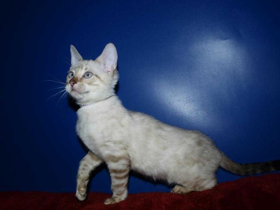 Бенгальские котята снежного окраса . Мальчики и девочки. Документы.