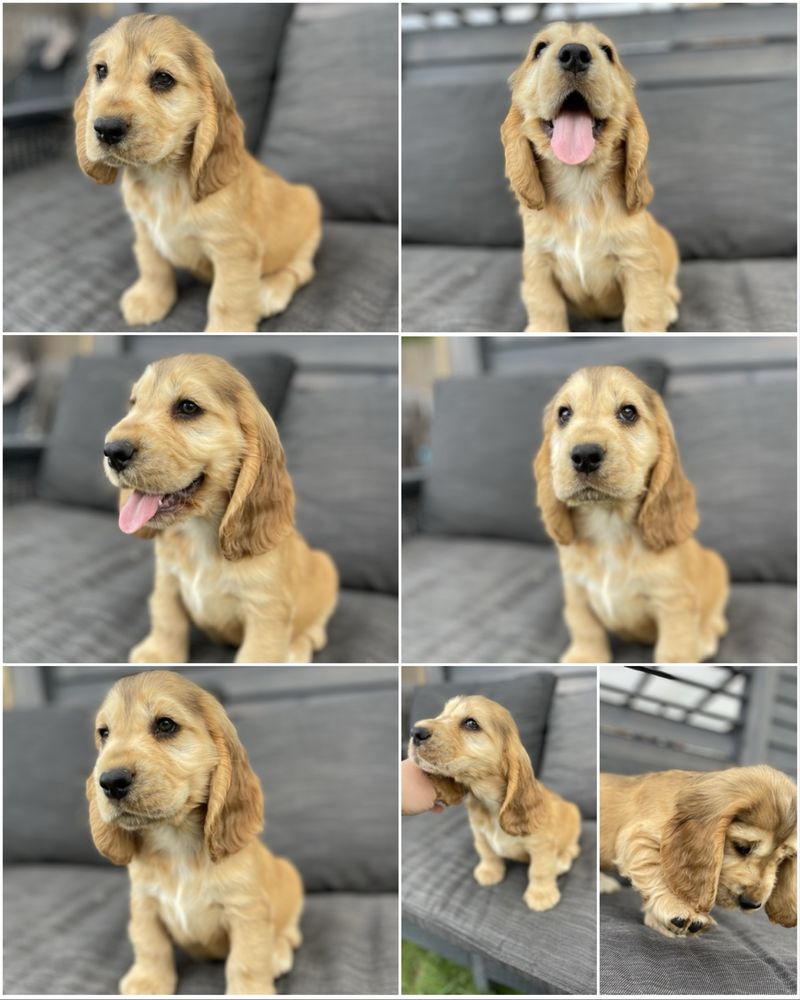 Cocker spaniel badania genetyczne