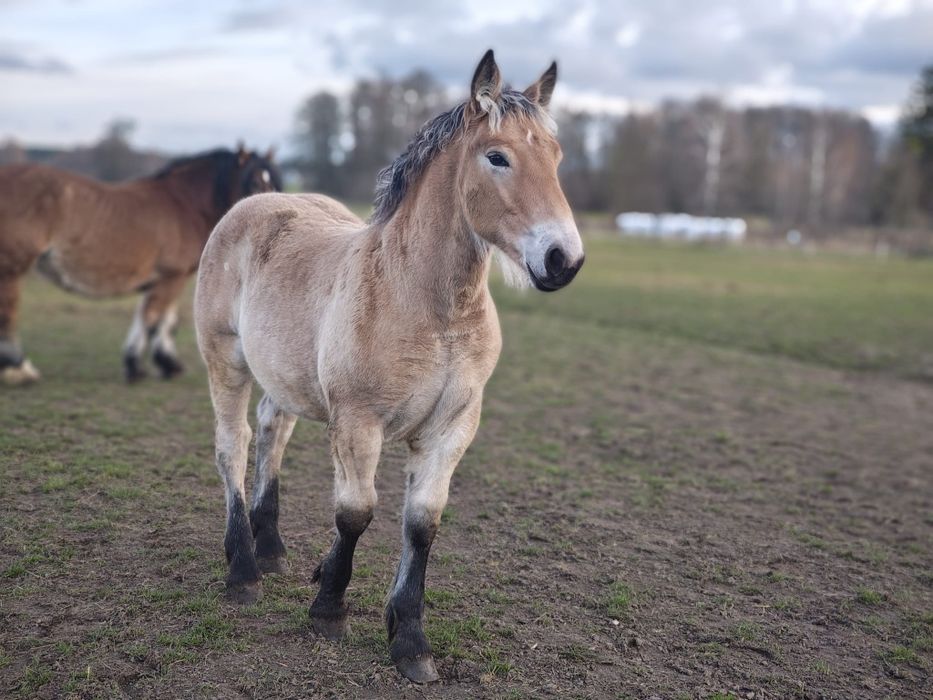 Klaczka zimnokrwista