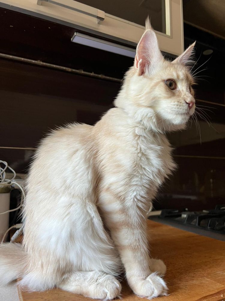 Kotka Maine Coon “DORIS” es23 FPL/FIFE kremowa ze srebrem LINIA SHADED