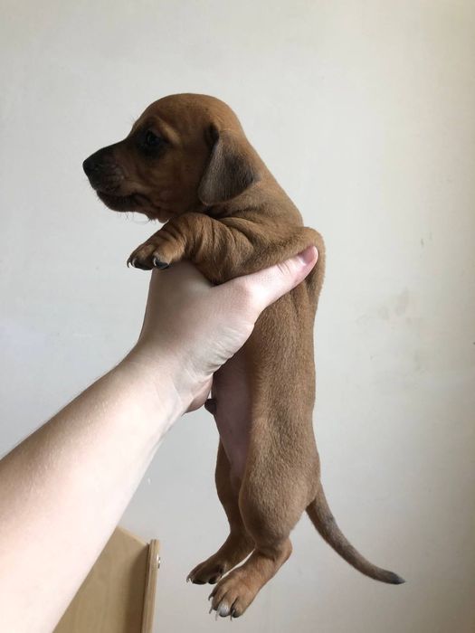 Малюки метиси такси