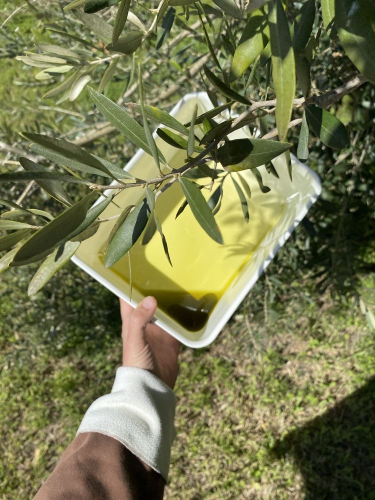 Oliwa z oliwek Sycylia 2l tłoczenie listopad 2023 niefiltrowana