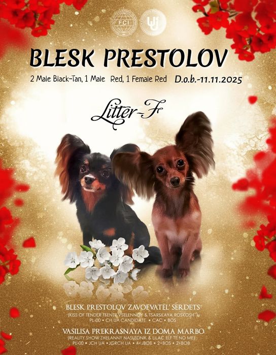 Длинношёрстный Той КСУ, щенки той-терьера.