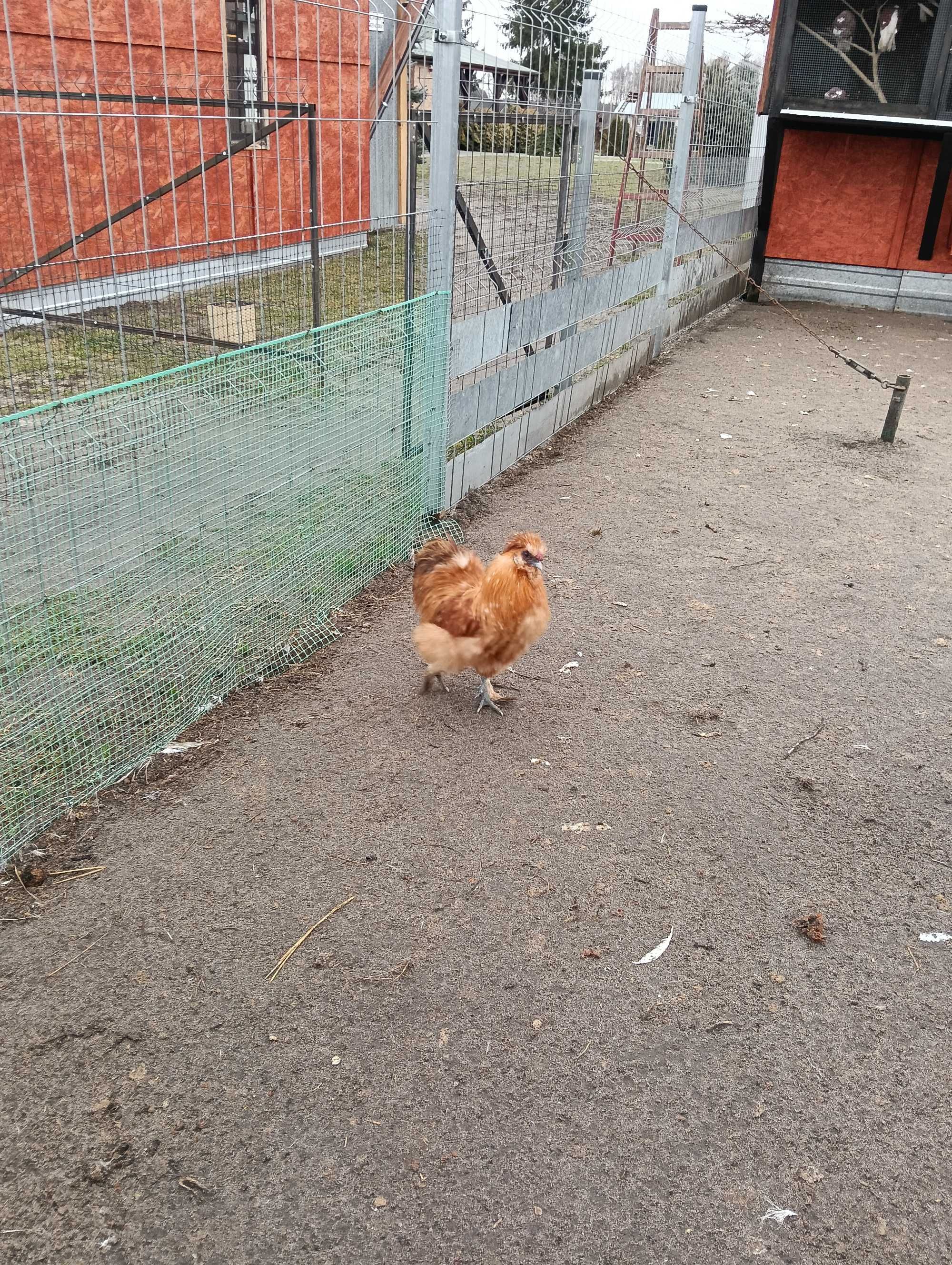 Sprzedam kogutki silki