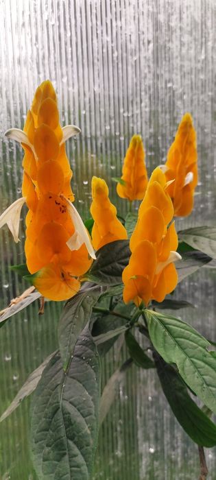 Пахістахіс жовтий