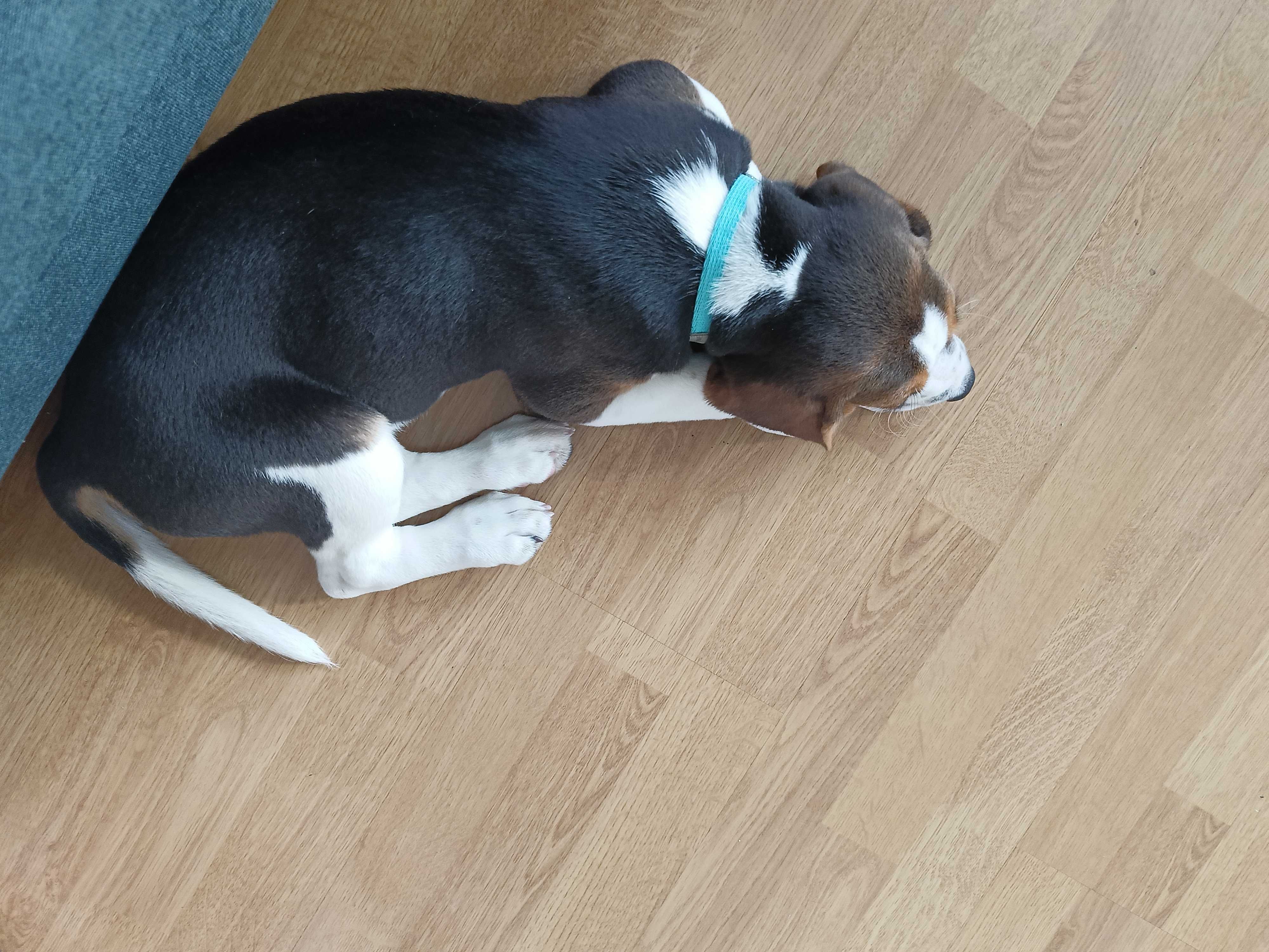 Psa rasy Beagle tanio sprzedam