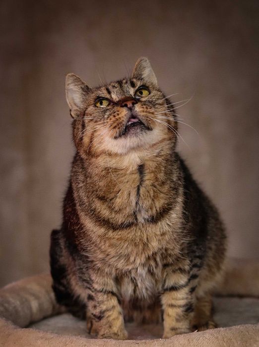 Doświadczona i kochająca kotka Łucja pragnie ciepłego domu