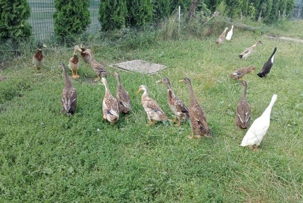 Індійські бігунки качки