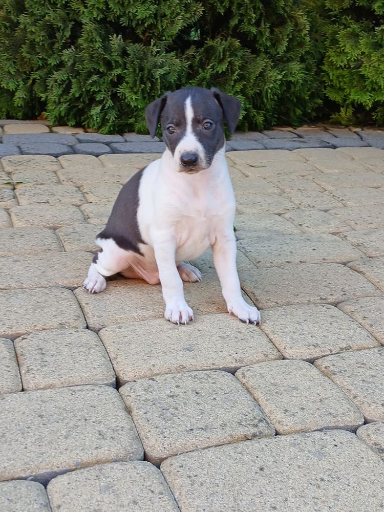 Chart angielski whippet piesek
