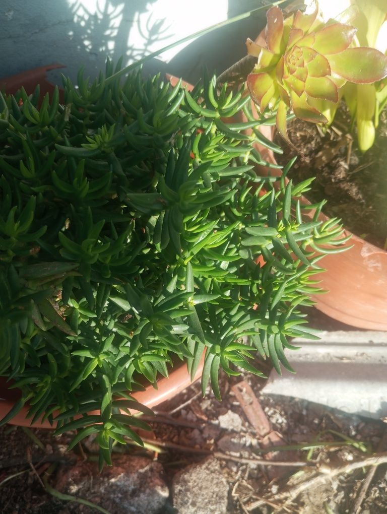 10 Pés de morangueiros suculentas Sardinheiras terra
