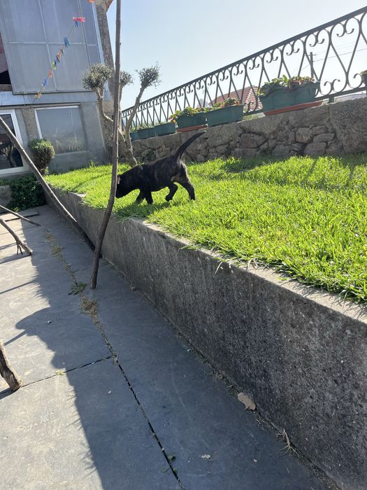 Cane corso italiano fêmea
