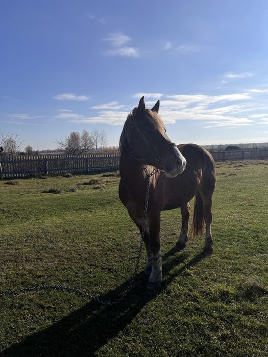 Продається робочий кінь