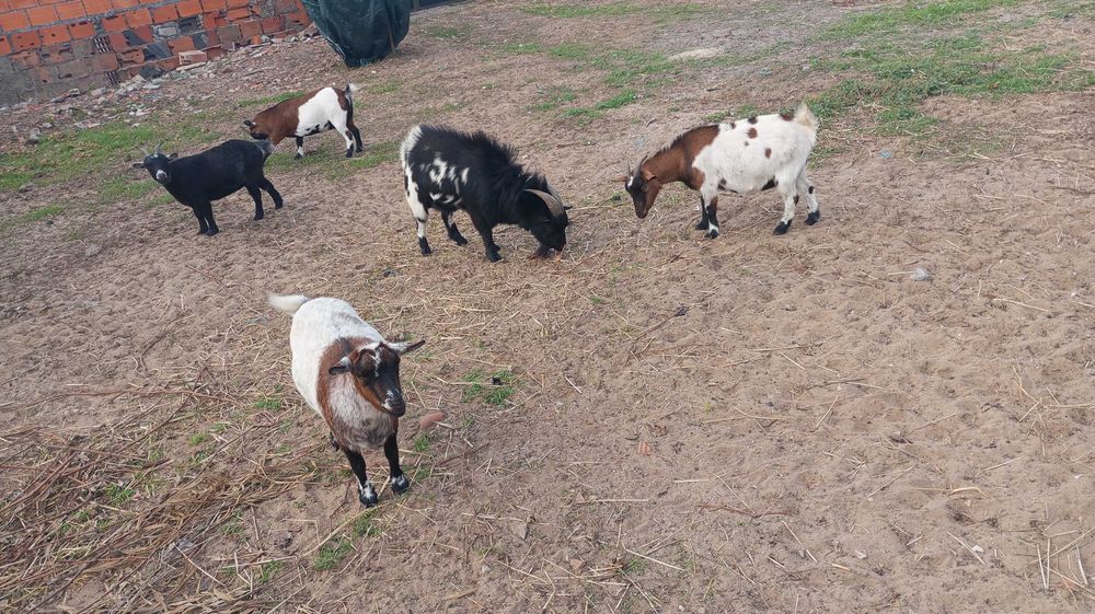 Cabras e chivo raça anã  só conjunto