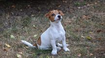 Sympatyczny , nieduży piesek Jack Russell Terrier ZKwP FCI