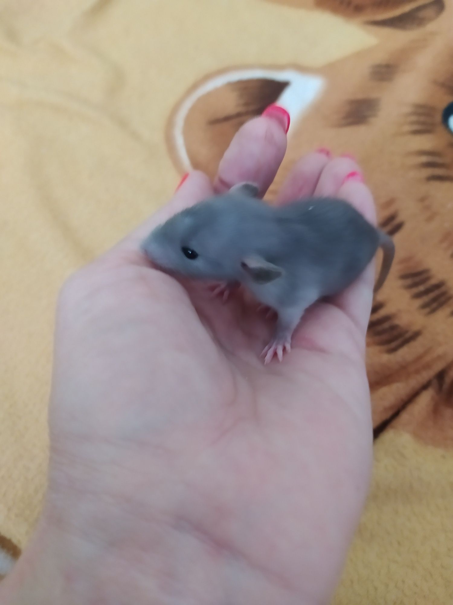 Малыши крысята-дамбо "голубая норка"