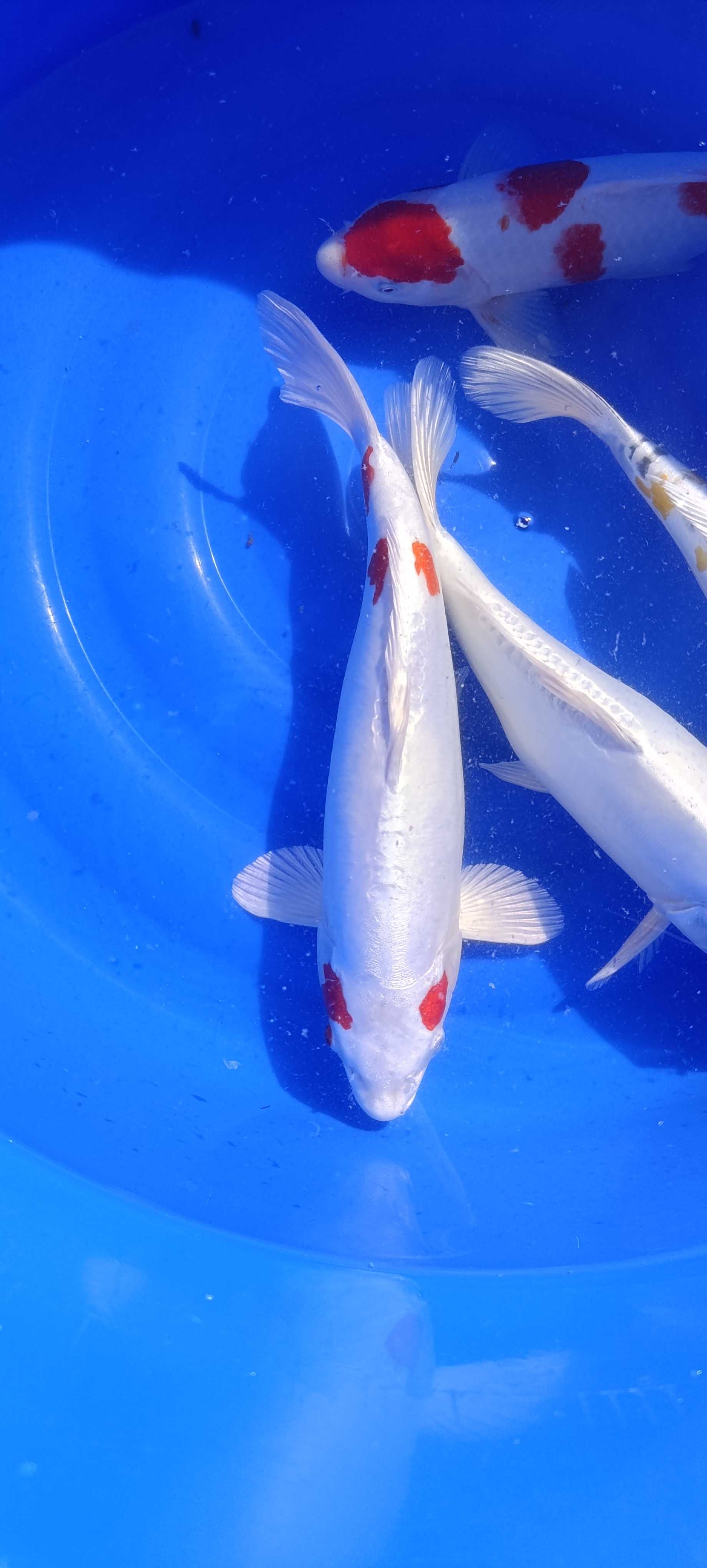 Karp koi oczko wodne ryby ozdobne