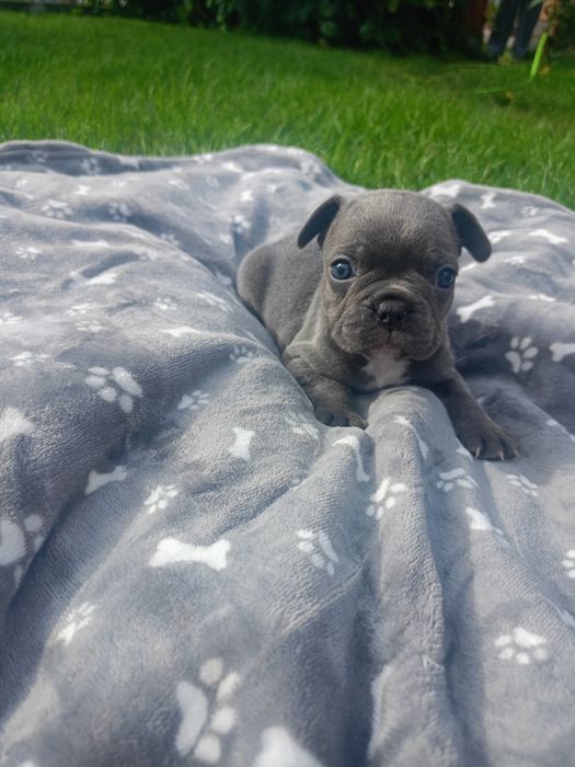 Buldog francuski