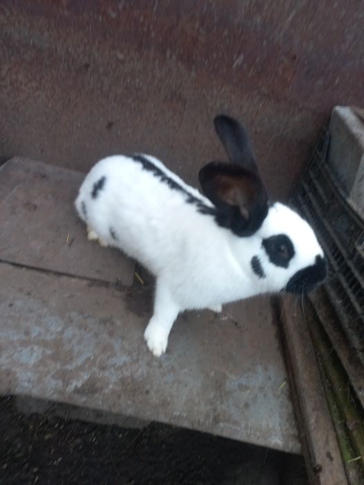 Молоді самки, породи строкач