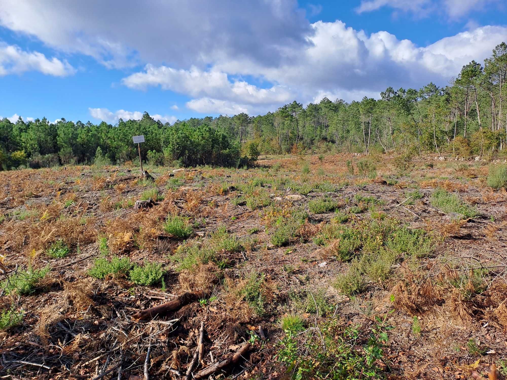 Vende terreno de pinhal em Decermilo, Sátão, Viseu