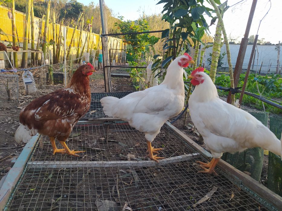 Galinha caseira criados  ar Livre, já a pôr ovos