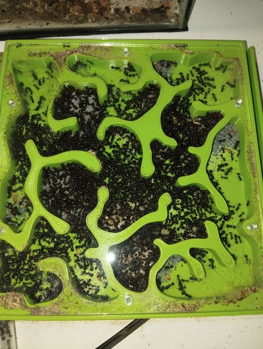 Mrówki messor barbarus