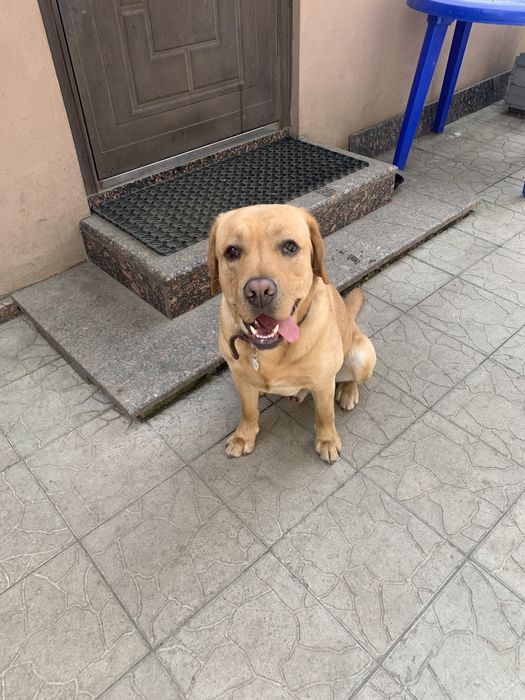 Вязка Лабрадор