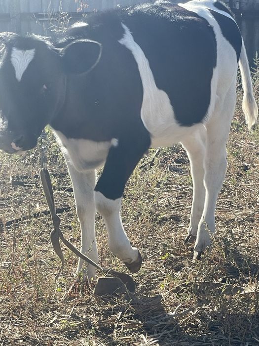 Продам телку 5 месяцев