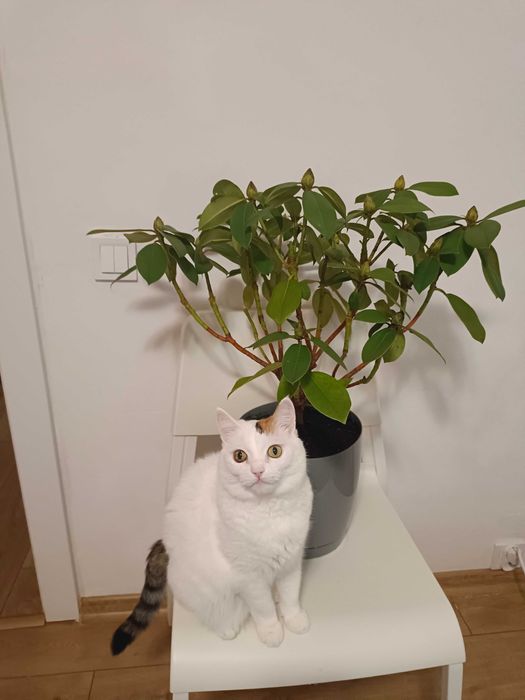 Piękny rododendron w doniczce