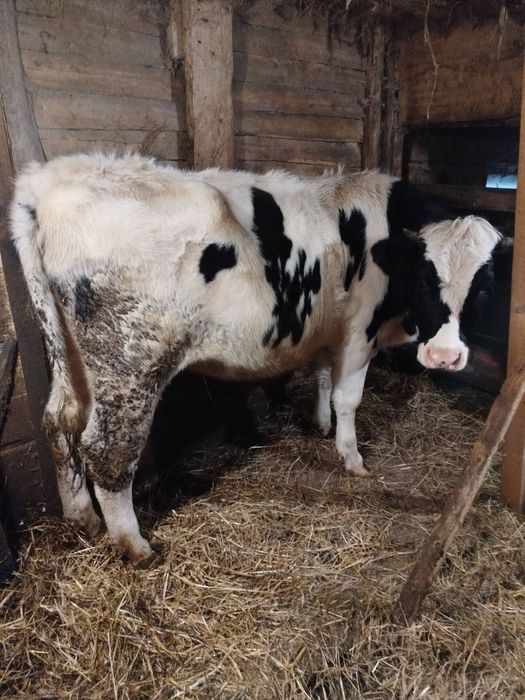 Продам тільну телицю ЦІНА ДОГОВІРНА