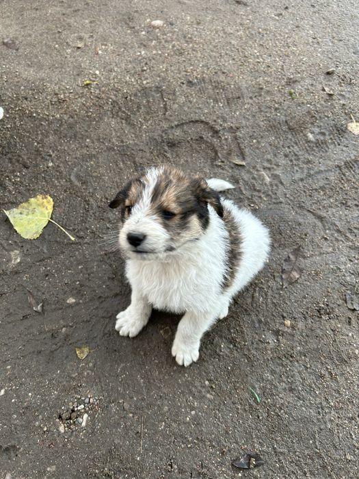 Oddam pieski w dobre ręce