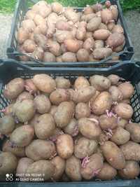 Насіньова картопля,бульба,посадкова картошка