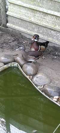 Vendo Patos Mandarins e Carolinos