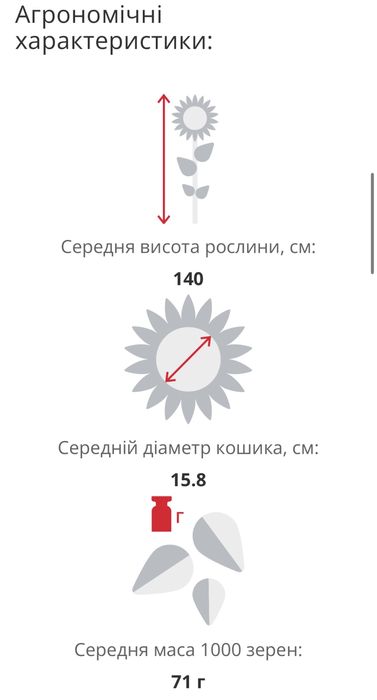 Насіння соняшнику. Limagrain 5555 LG 5555 під Євролайтинг.