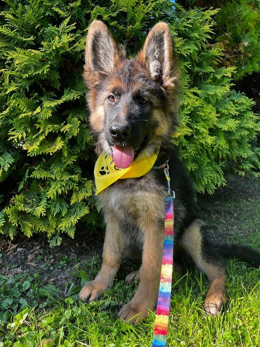 Ostatnia wolną mocna sunia potęga szczeniak owczarek niemieckiego