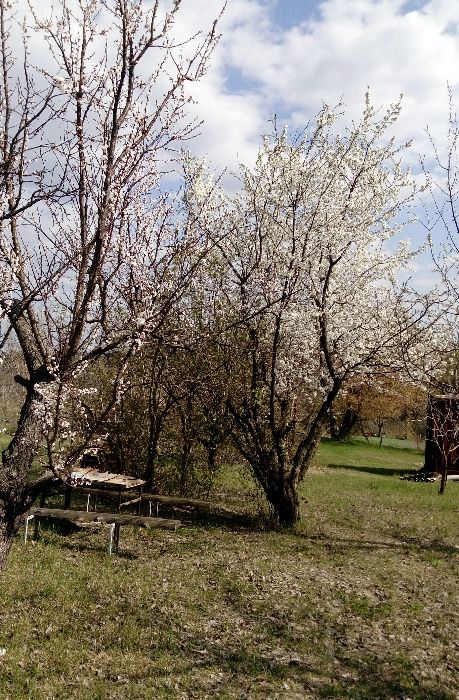 Дачный участок 15 соток (25км.от Киева), хороший сад, вагончик, туалет