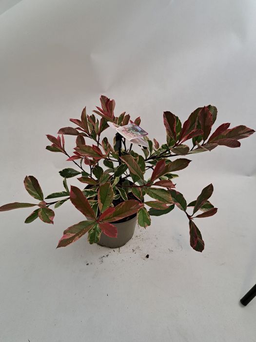 Głogowik zimozielony pink marble czerwony piekny mrozpodprny